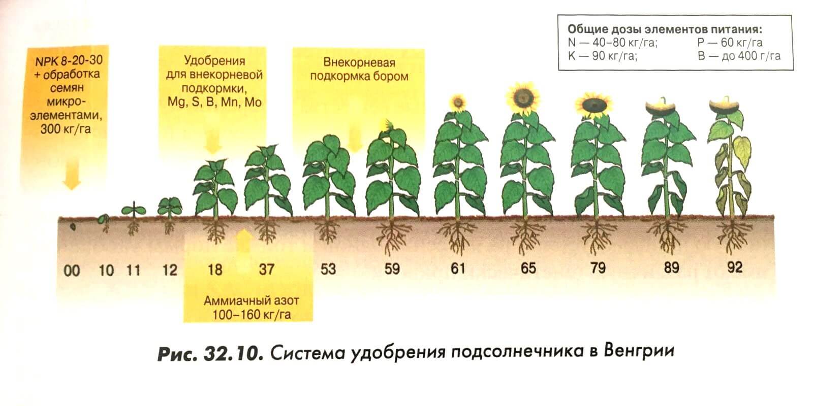 Бизнес план выращивание подсолнечника