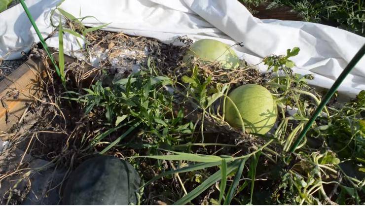 Выращивание дыни в открытом грунте семенами и через рассаду. фото — ботаничка.ru