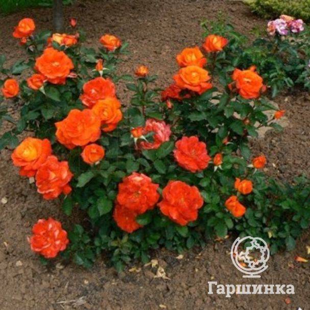 Роза флорибунда сорта Super Trouper (Супер Трупер): посадка и уход