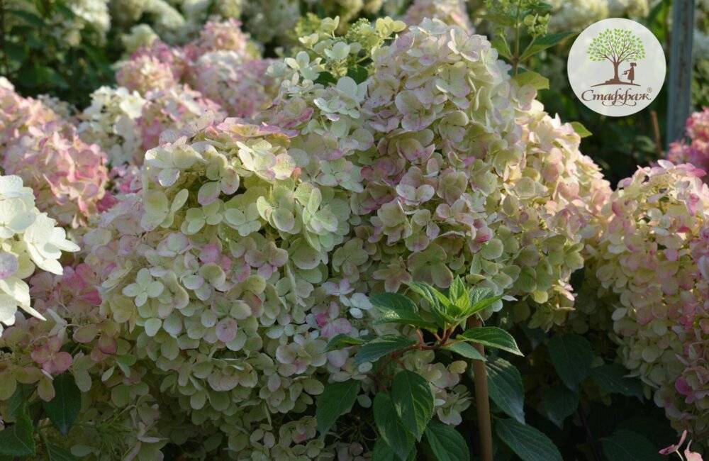 Гортензия мега перл (hydrangea paniculata mega pearl): описание и фото, зимостойкость сорта, особенности посадки, ухода, отзывы