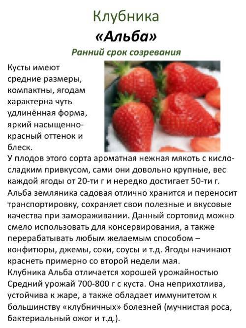 Клубника альба: описание сорта, фотографии садовой замляники, агротехника