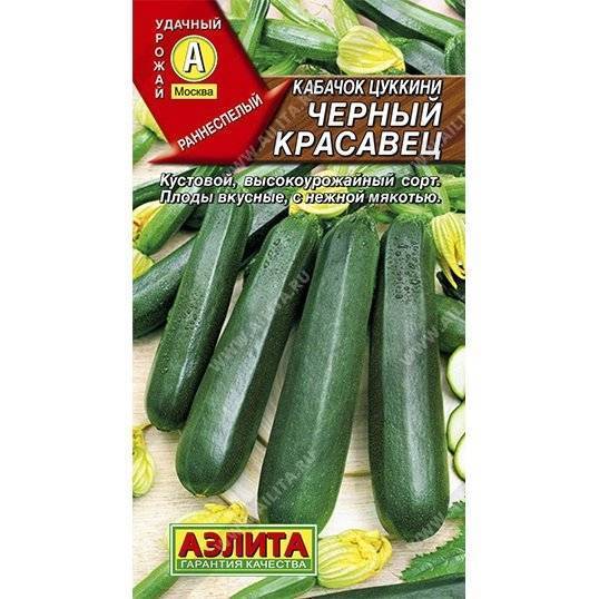 Кабачок черный красавец: посадка и уход в открытом грунте, отзывы, фото