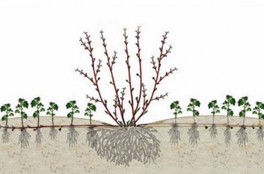 Арония черноплодная (рябина): посадка и уход, выращивание в саду, сорта с фото
