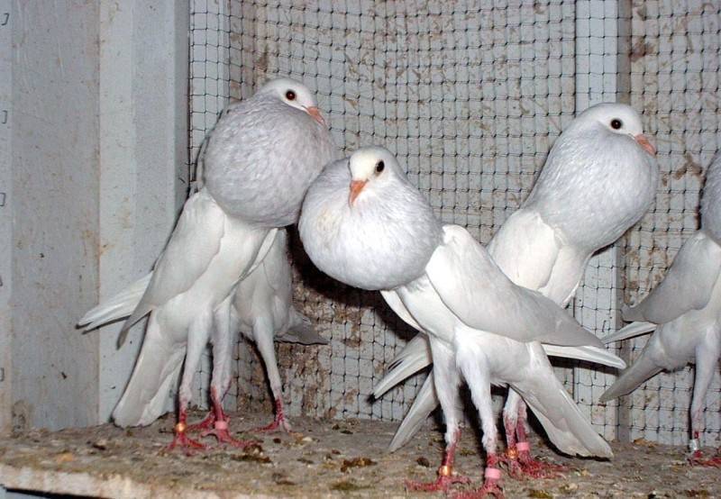 Породы голубей: фотографии, названия и описание домашних и декоративных видов