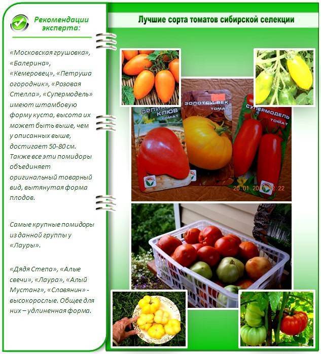 Новые сорта томатов сибирской селекции на 2021 год: наименования и характеристики помидоров, описание, фото