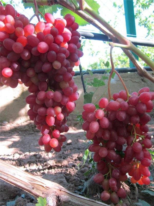 Виноград велес: описание и характеристика сорта кишмиш, отзывы