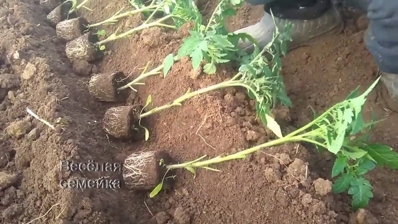 Выращивание томатов вверх корнями – как правильно сажать, в бутылках, ведрах, фото, видео, отзывы