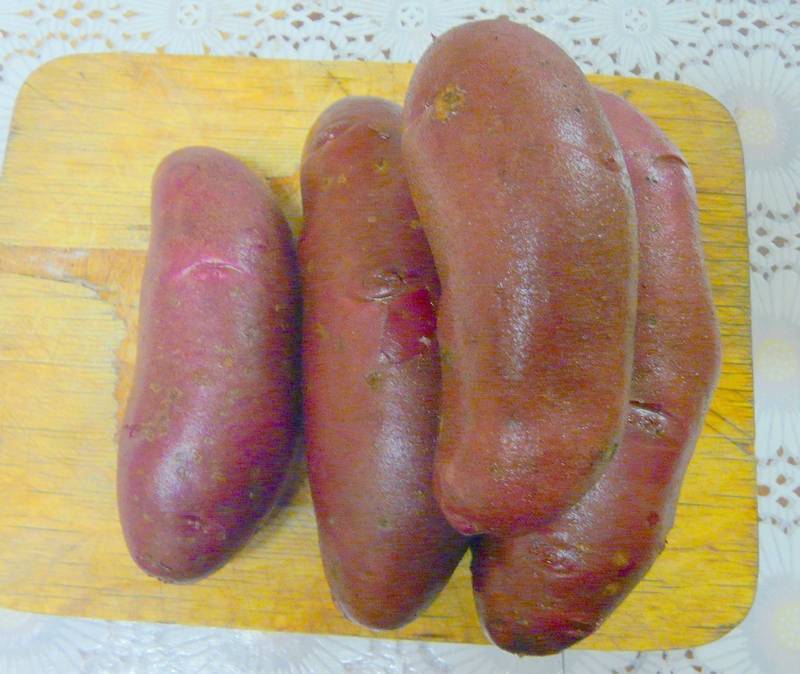Неприхотливый овощ для сурового климата — описание сорта картофеля «лапоть» с фото и инструкцией по выращиванию
