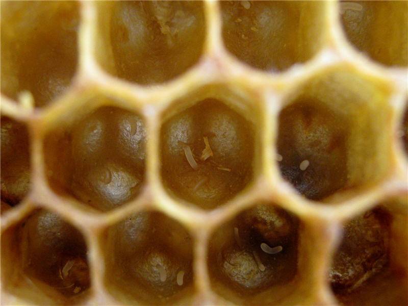 Пчеловодство как исправить отрутневшую семью  секреты начинающим