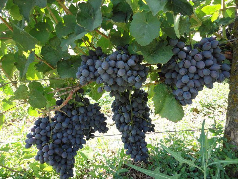 Виноград гала: селекция, описание, посадка и уход, достоинства, отзывы