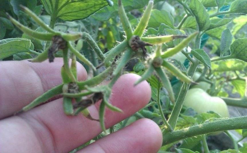 Почему не завязываются помидоры в теплице и что делать? | садоёж