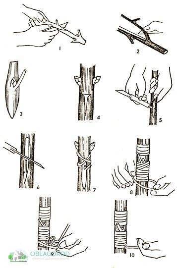 Привить сирень на сирень после цветения схема