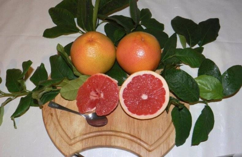 Вырастить грейпфрут из косточки в домашних условиях фото