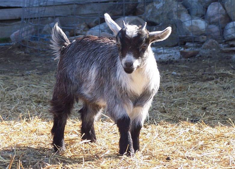 Мегрельская порода коз фото и описание