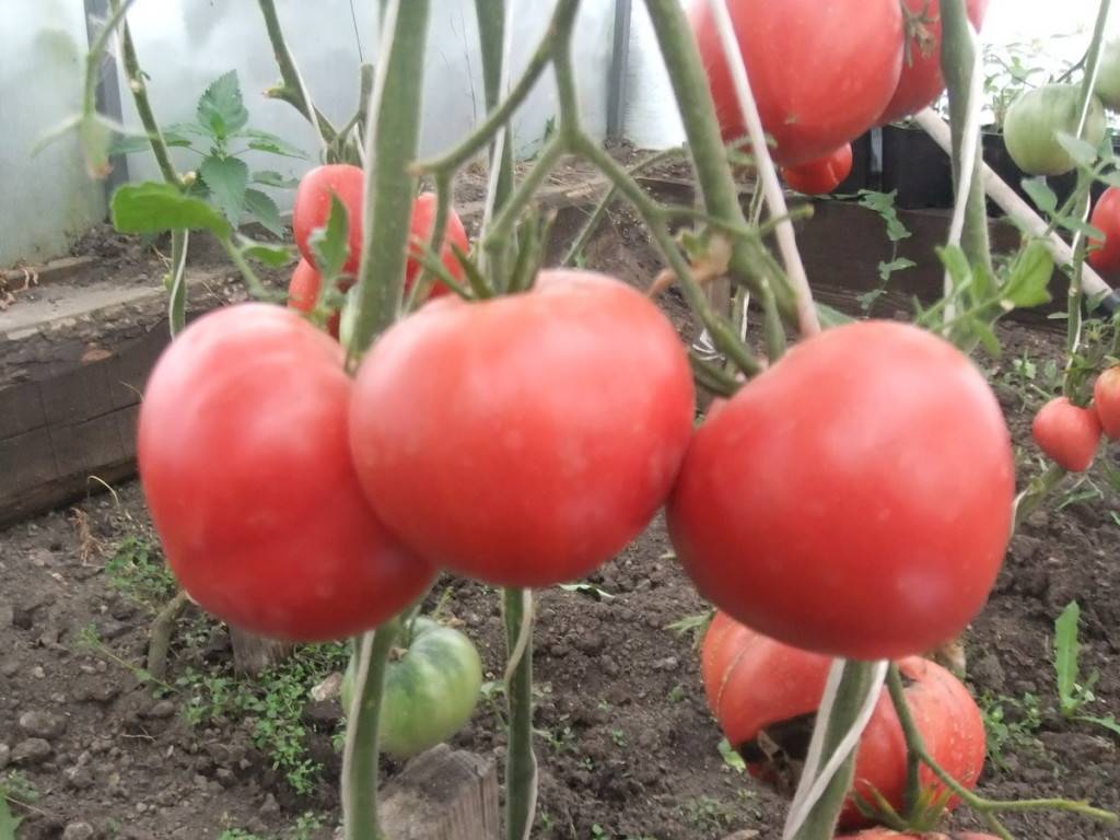 7 сортов томатов для открытого грунта устойчивых к фитофторозу