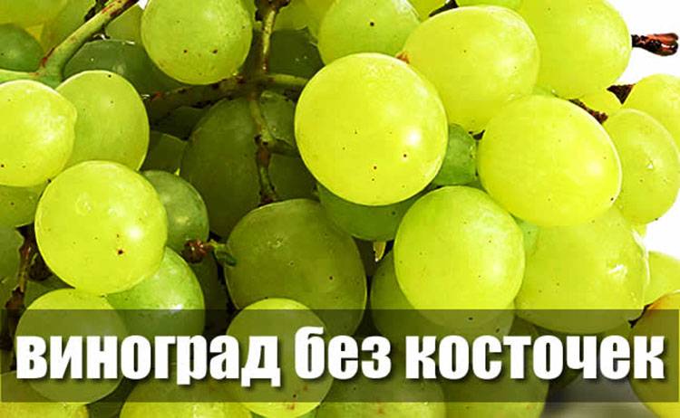 Лучшие сорта винограда без косточек: описание, особенности