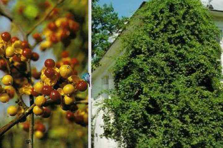 Древогубец - красивейшая лиана в вашем саду. про посадку, уход и размножение древогубца