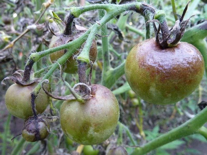 Вредители и болезни помидоров в теплице: признаки, методы борьбы с ними
