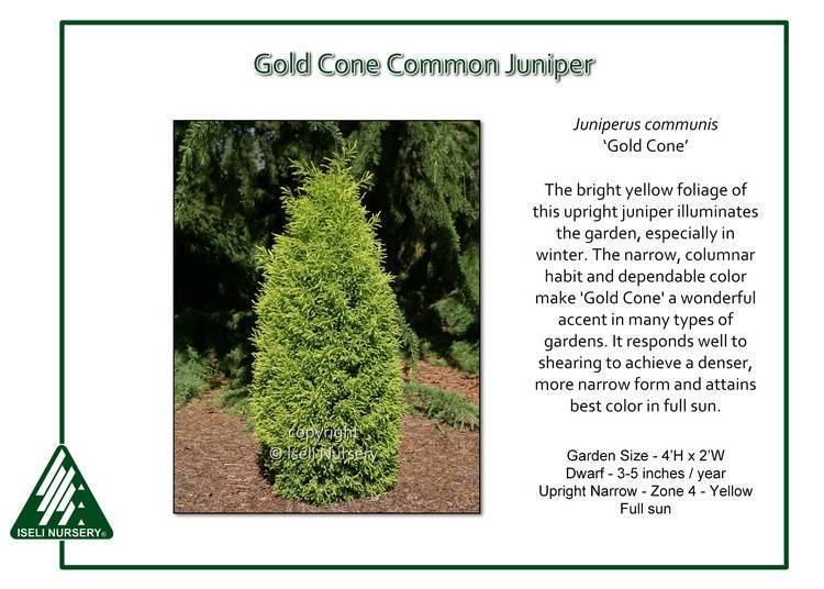 Можжевельник обыкновенный голд кон — juniperus communis gold cone