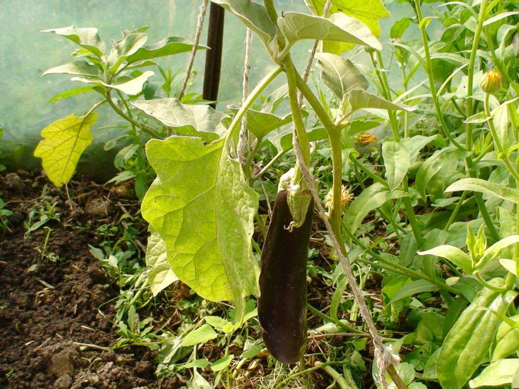 Секреты выращивания рассады баклажанов: проблемы и решения
