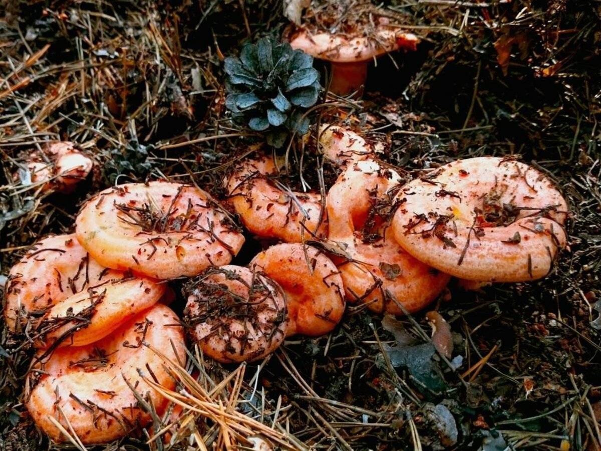 Как готовить грибы рыжики: рецепты блюд с описанием