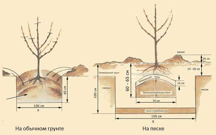 Корневая система груши схема фото глубина