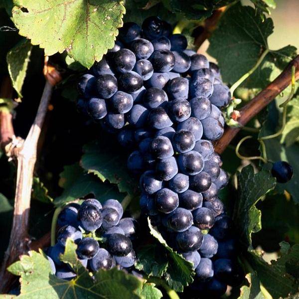 Виноград жемчуг: описание и характеристики сорта, подвиды, посадка и уход