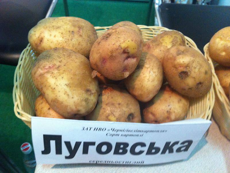 Лучшие сорта картофеля для подмосковья