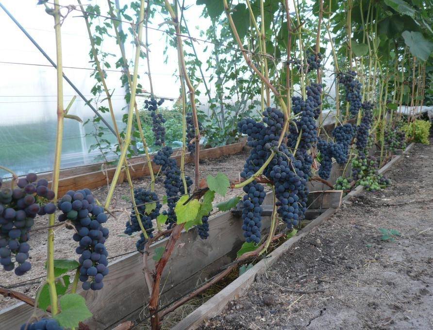 Виноград альфа: описание сорта с фото, особенности ухода и выращивания