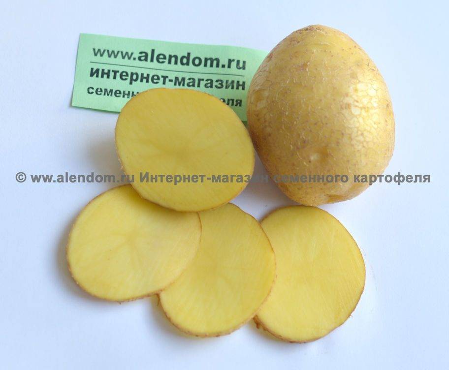 ᐉ сорт картофеля венета (винета) – описание и фото - roza-zanoza.ru