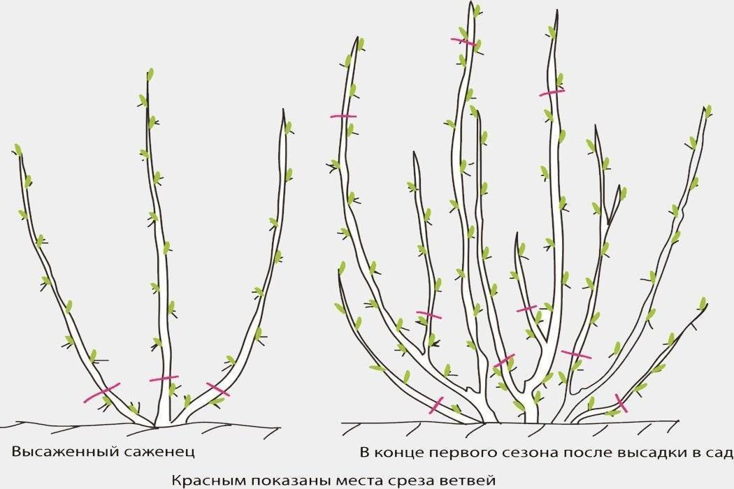 Как обновить кусты смородины и омолодить их - сибирский сад
