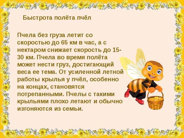 Самые интересные факты о пчёлах, осах и шмелях | vivareit