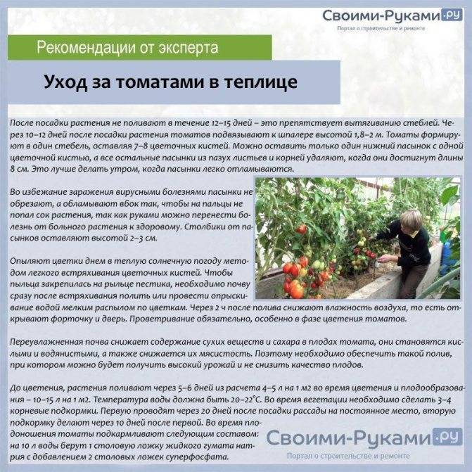 Подкормка томатов в теплице: когда и какие удобрения использовать для хорошего урожая
