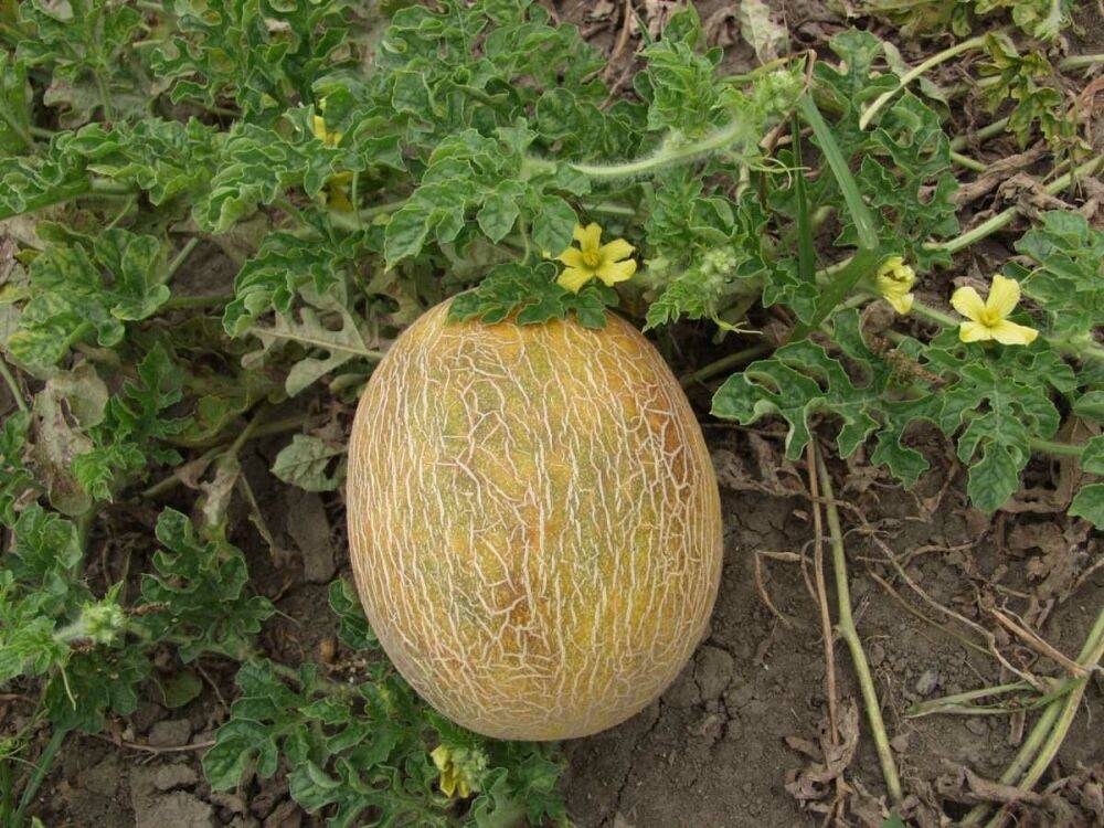 Семена дыня американский ананас: описание сорта, фото
