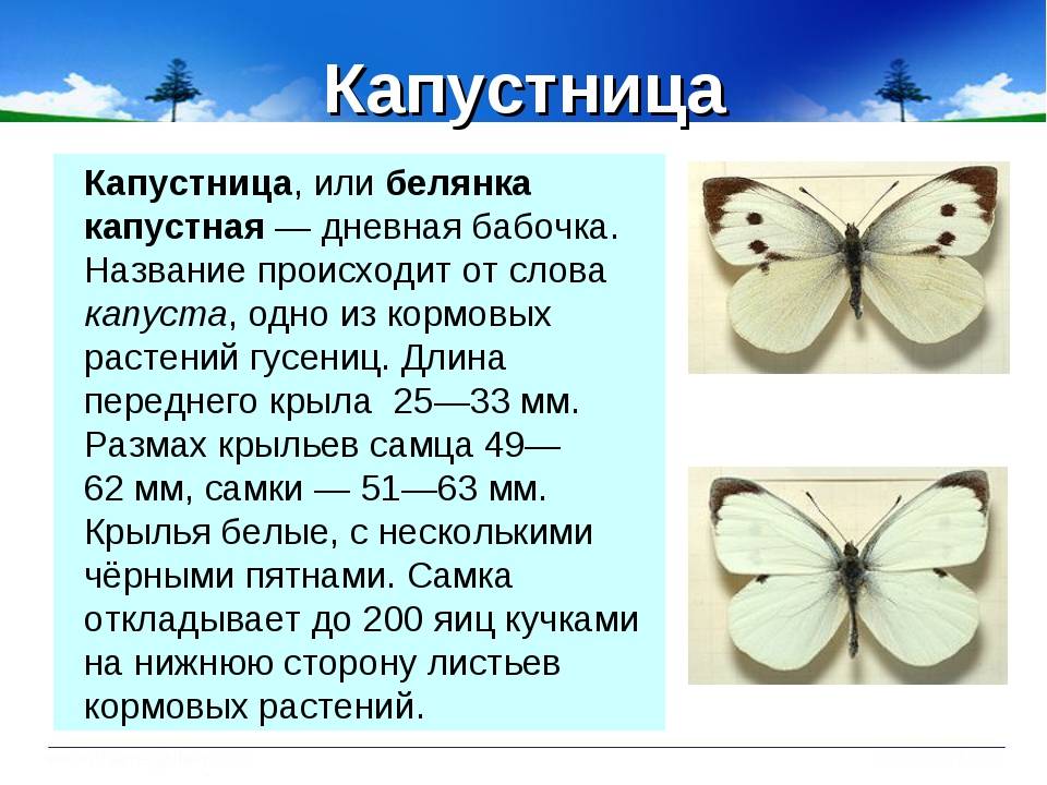 Какой тип питания характерен для капустной белянки изображенной на рисунке обоснуйте свой ответ