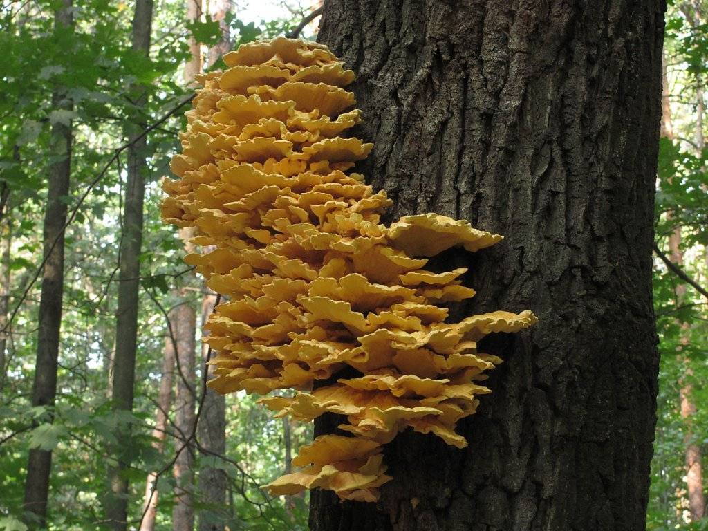 Виды древесных грибов с фото и названиями