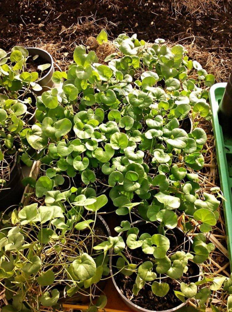 Дихондра: фото и выращивание красивого ампельного растения