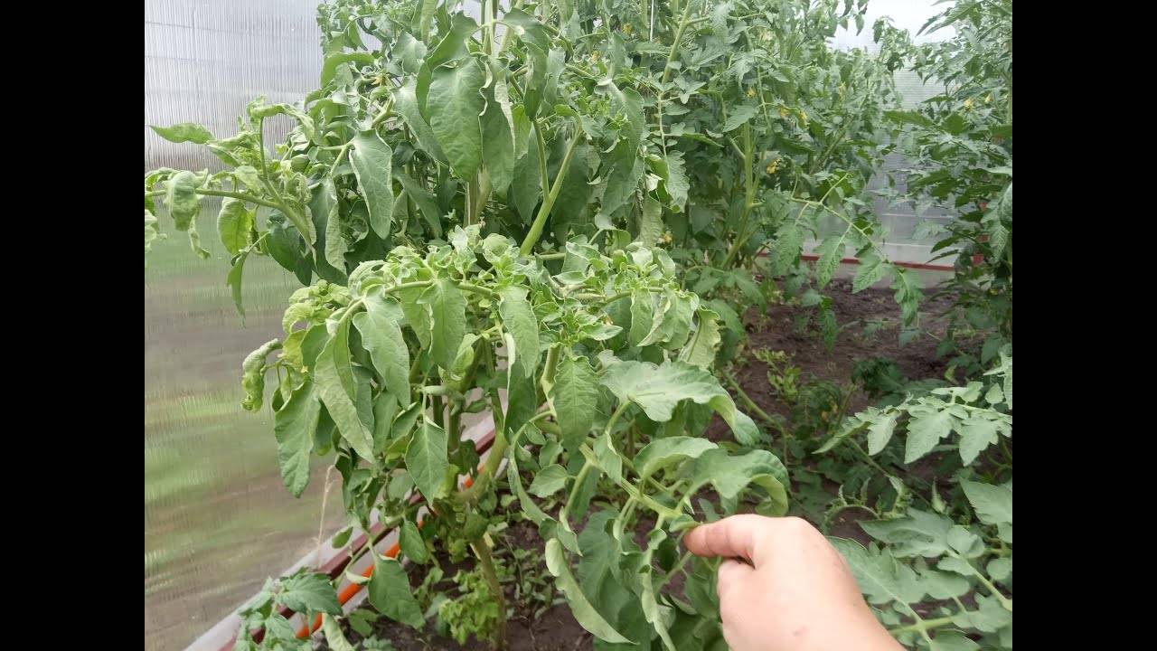 Помидоры жируют в теплице: что делать, если томаты зажирели