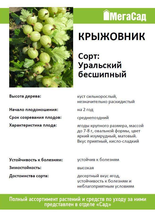 Крыжовник смена описание сорта фото