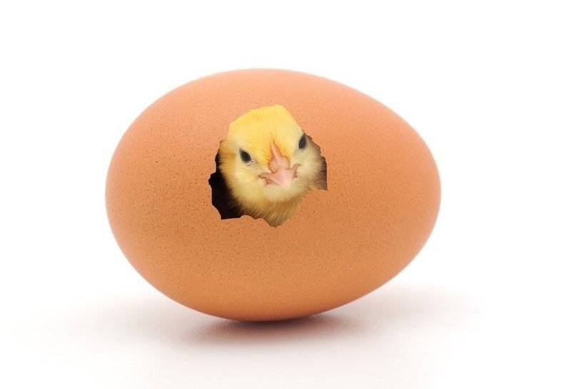 Цыпленок вылупился из яйца: что делать дальше?