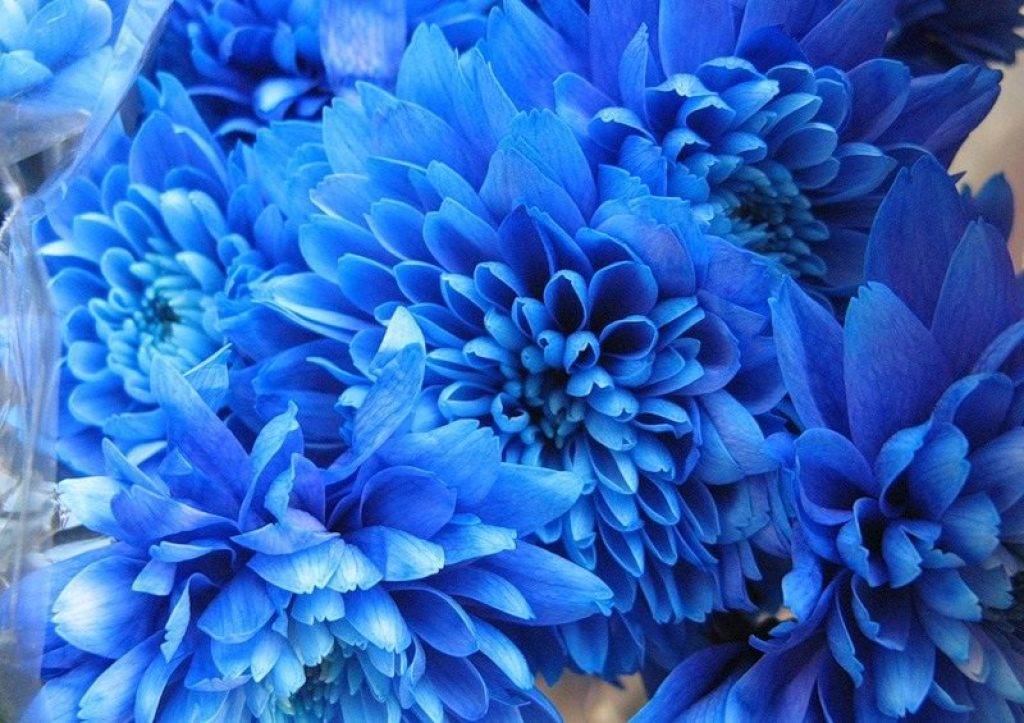 Синий цвет: традиционный цветовой круг, классические оттенки королевского
