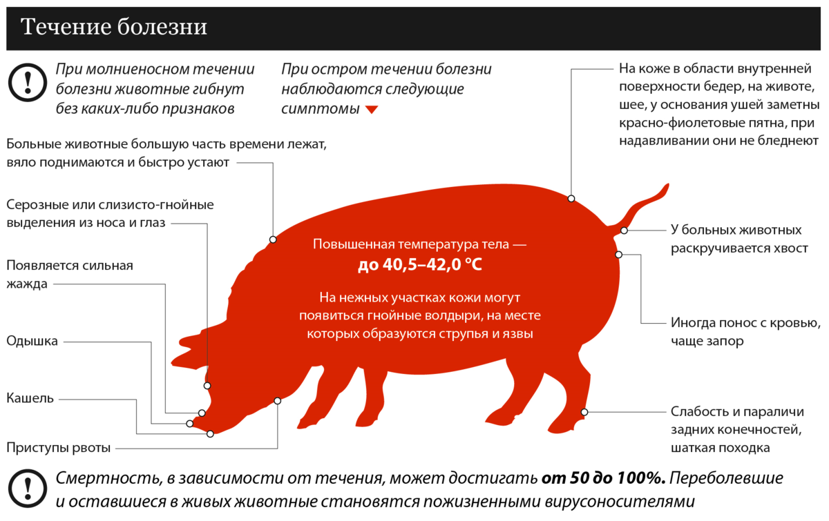 Африканская чума свиней: описание, признаки и лечение