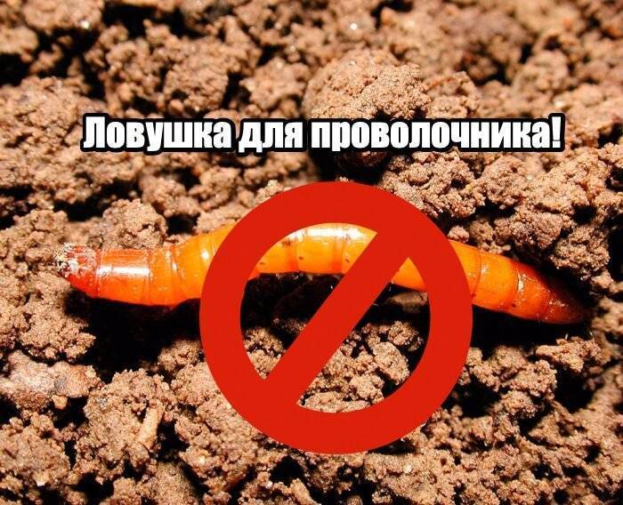 Чем обработать землю от проволочника: самые эффективные препараты для открытого грунта и теплицы