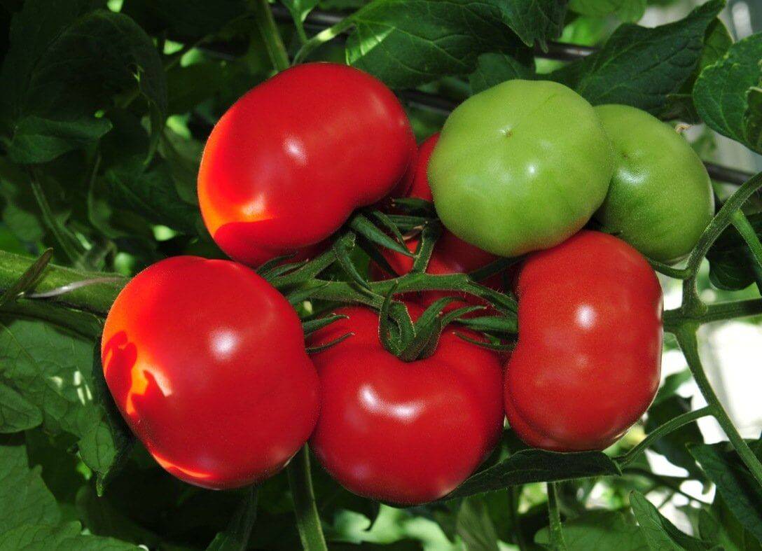 Урожай за 100 дней: почему дачники любят помидоры «благовест» — описание и особенности сорта, выращивание и уход