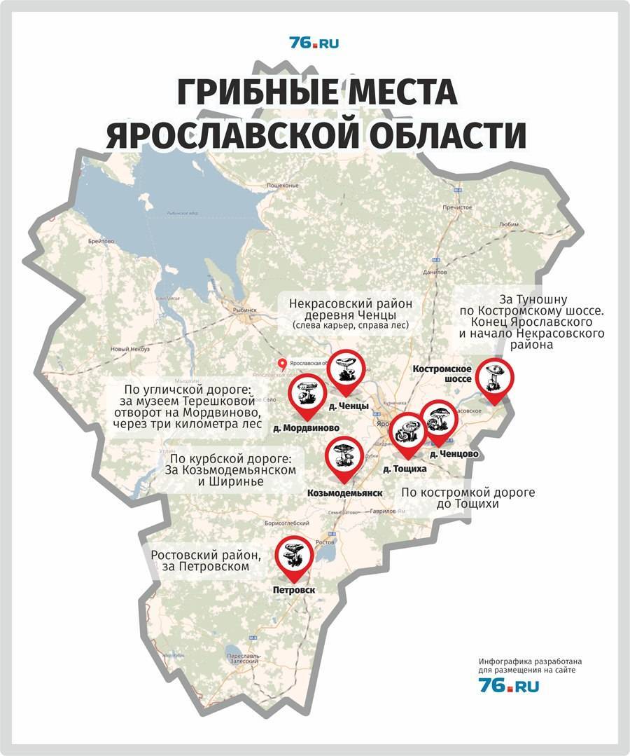 Где собирают грибы в подмосковье и лучшие места на карте