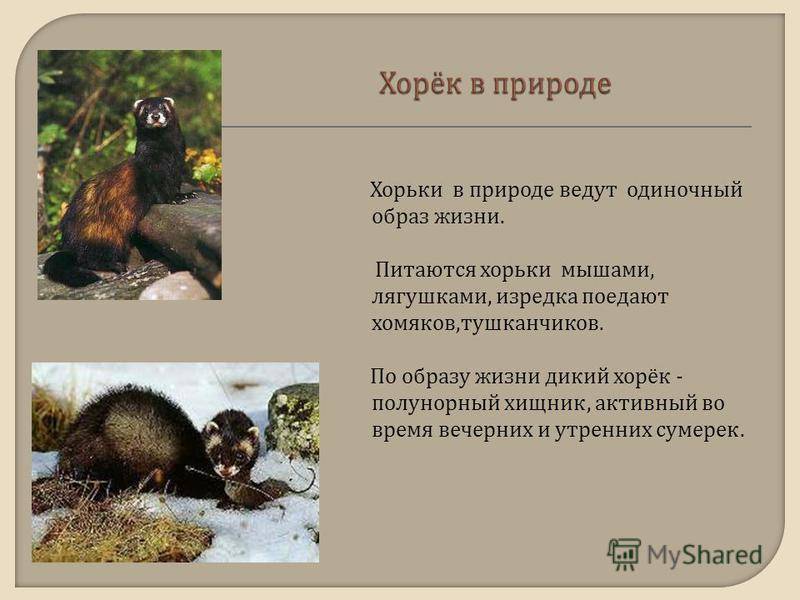 Хорек-перевязка: описание и образ жизни хищного млекопитающего