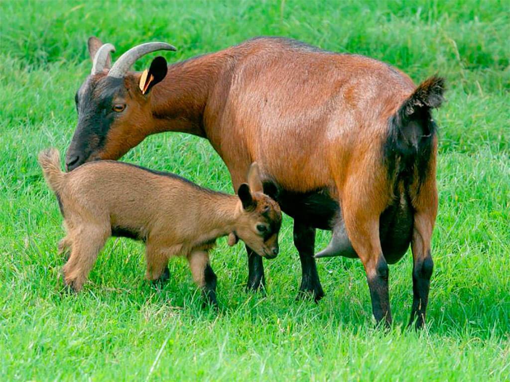 Чешская порода коз: содержание и уход
