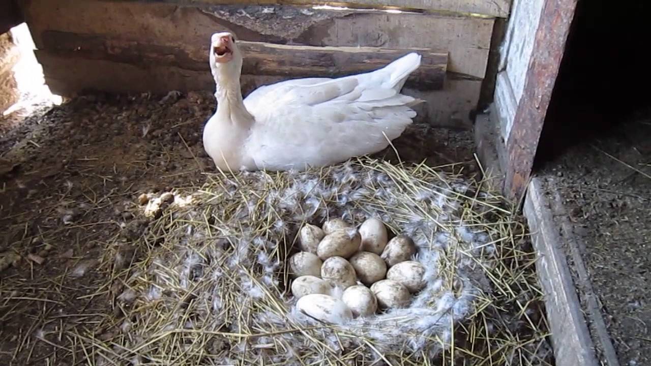 Как посадить гусыню на яйца, когда гуси садятся на яйца (как узнать)