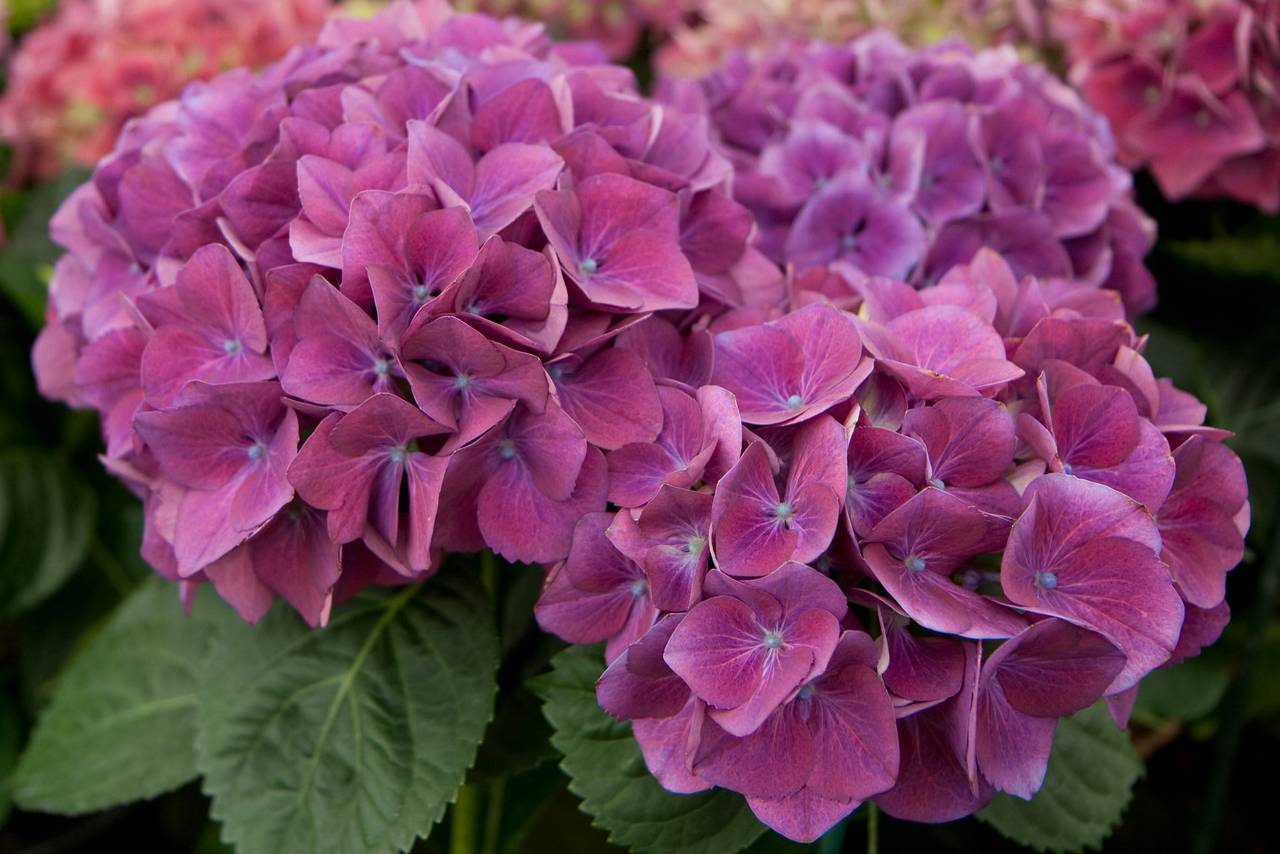 Hydrangea macrophylla фото