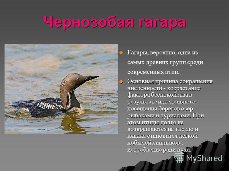 Гагара птица. описание, особенности, виды, образ жизни и среда обитания гагары